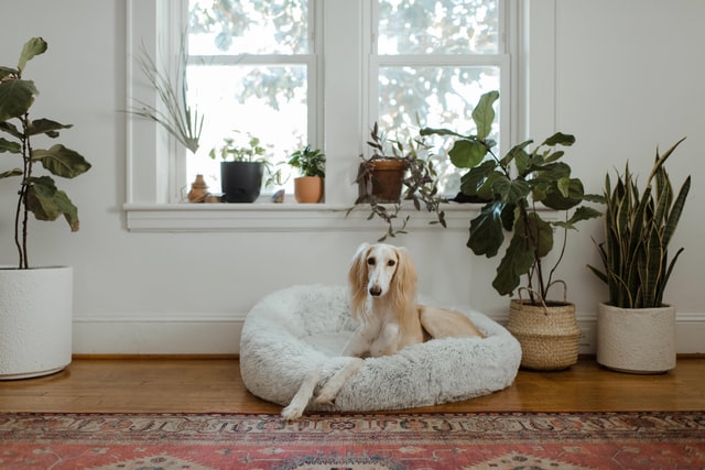 Op vakantie met je hond in Nederland