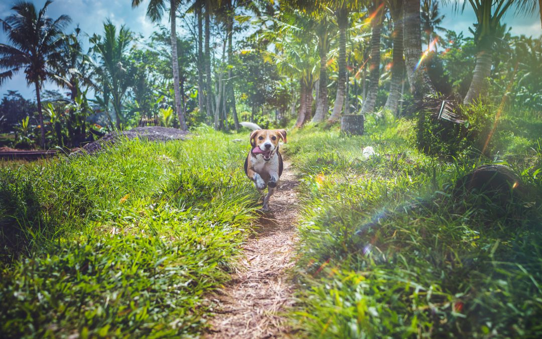 Hardlopen met je hond: 5 tips