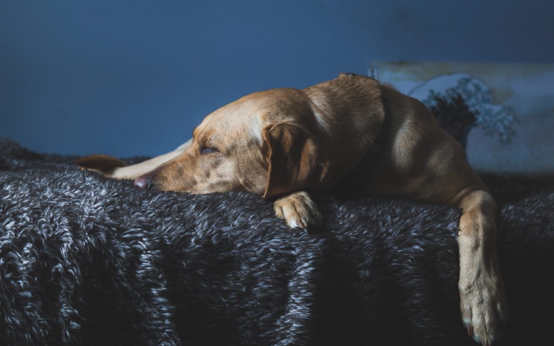 Een eigen ligplaats voor je hond creëren