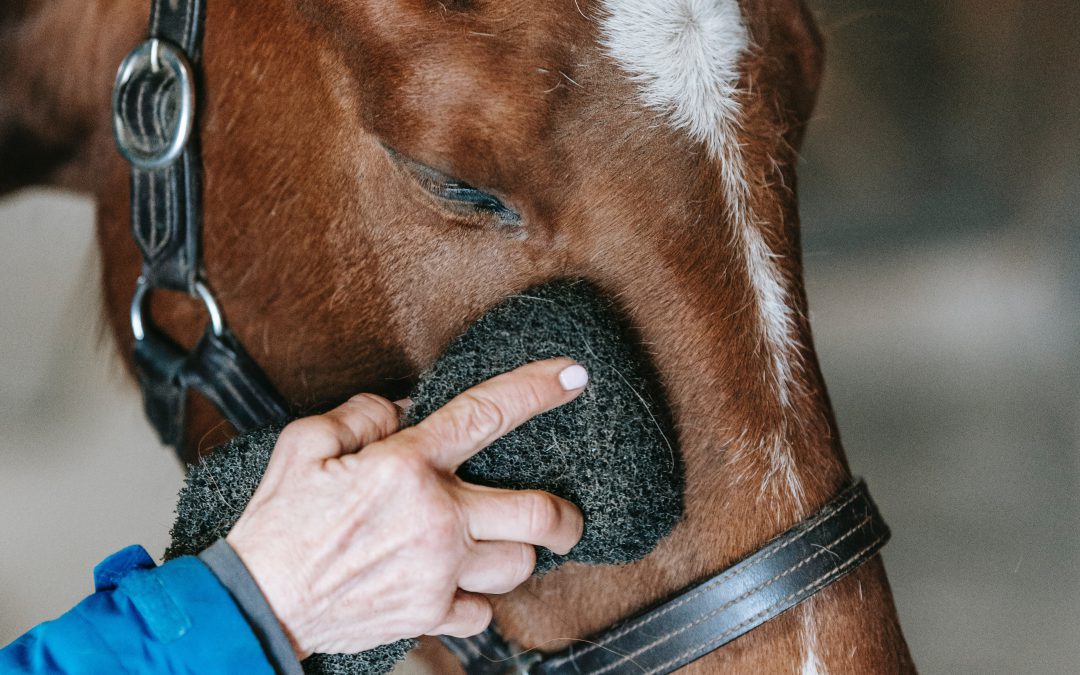 Wanneer en hoe was je jouw paard