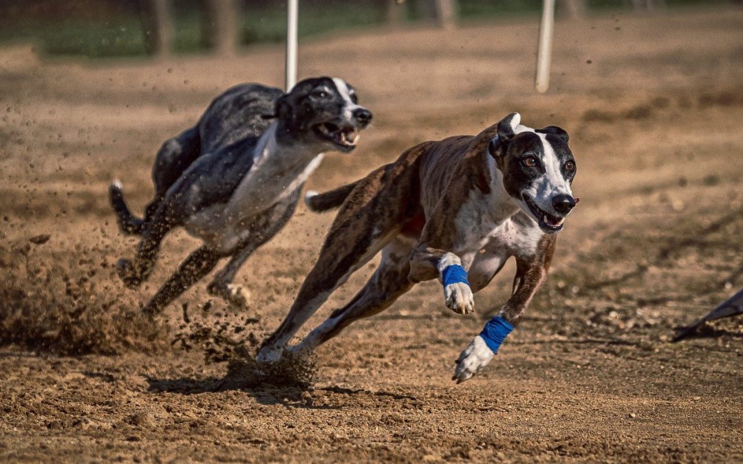 Waarom het wedden op dierenraces populair is