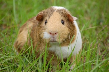 cavia kooi schoonmaken