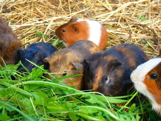 Overzicht van cavia opvangen in Nederland