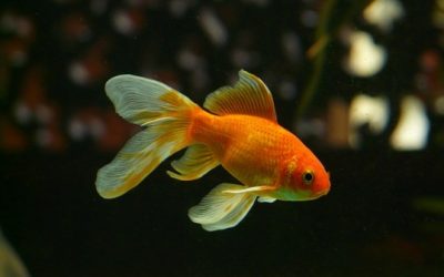 De beste goudvis aquaria in 2022