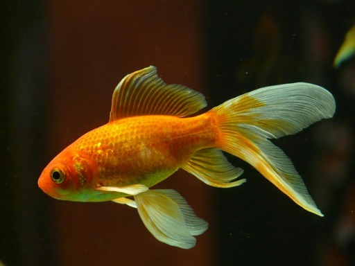 Hoe oud wordt een goudvis?