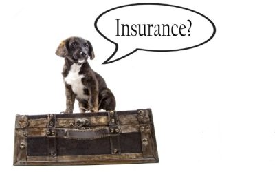 Is een hondenverzekering noodzakelijk?