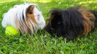 Het leukste speelgoed voor cavia’s