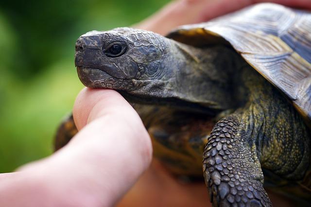 huisdier schildpad