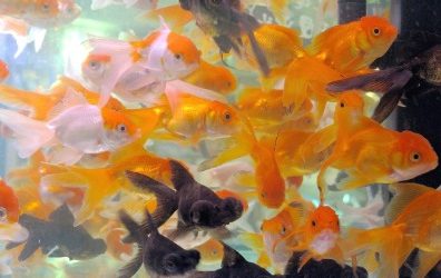Wat zijn de verschillende soorten goudvissen?