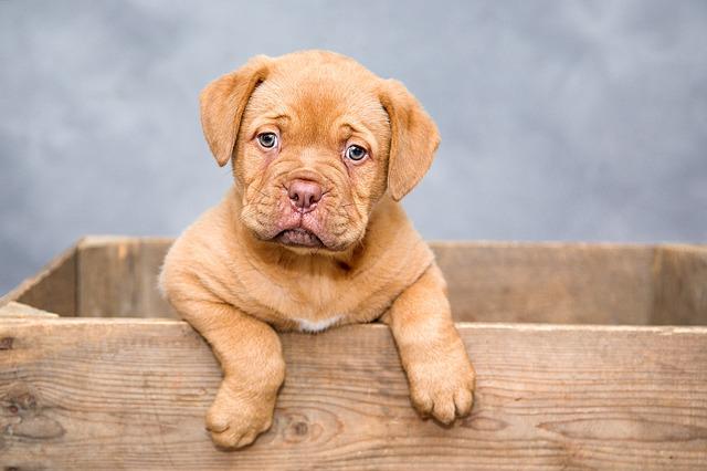 top 5 schattige dieren