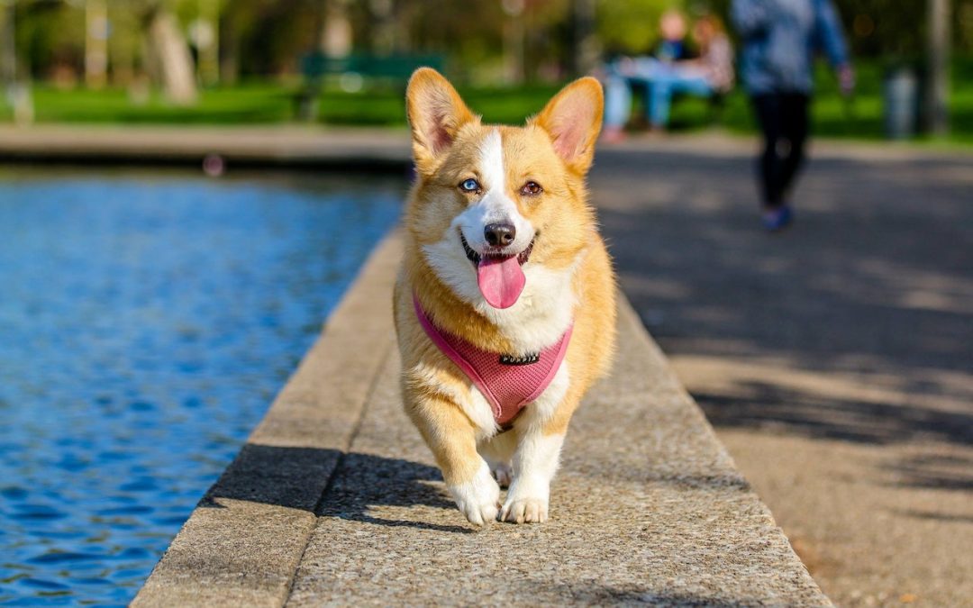 Deze middeltjes helpen tegen tandsteen bij je hond