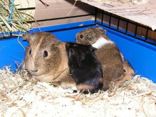 Waar koop je het beste een cavia?