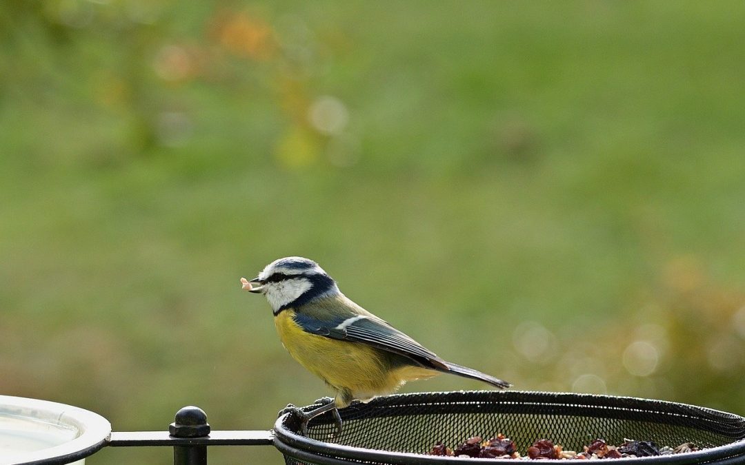 Informatie over het voeren van vogels