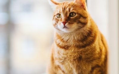 Wat als je kat niet wil eten? 3 tips voor kieskeurige eters