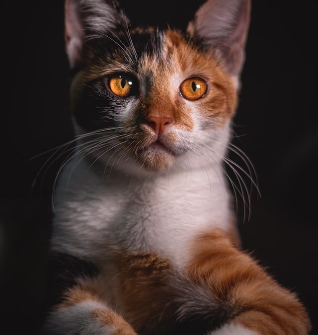 4 belangrijke redenen om bewegende kattenspeeltjes in huis te halen