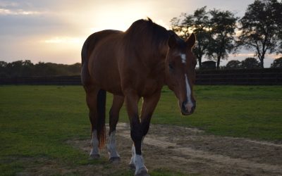 Paarden en meditatie