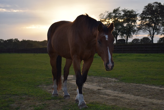 Paarden en meditatie