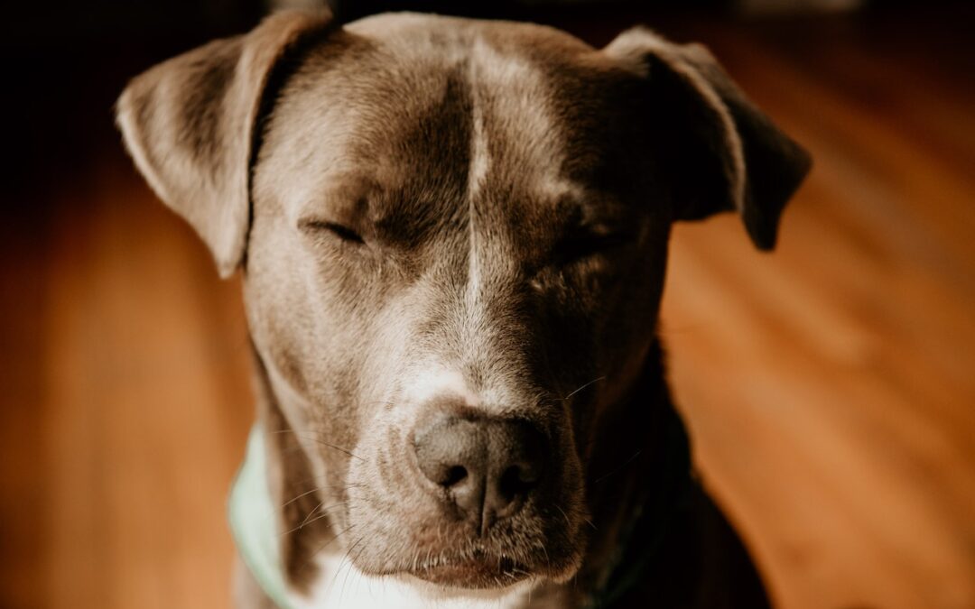 6 Voedingsmiddelen die gezond zijn voor je hond