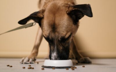 Hondenbrokken met zelfgemaakte maaltijden combineren: 5 Tips